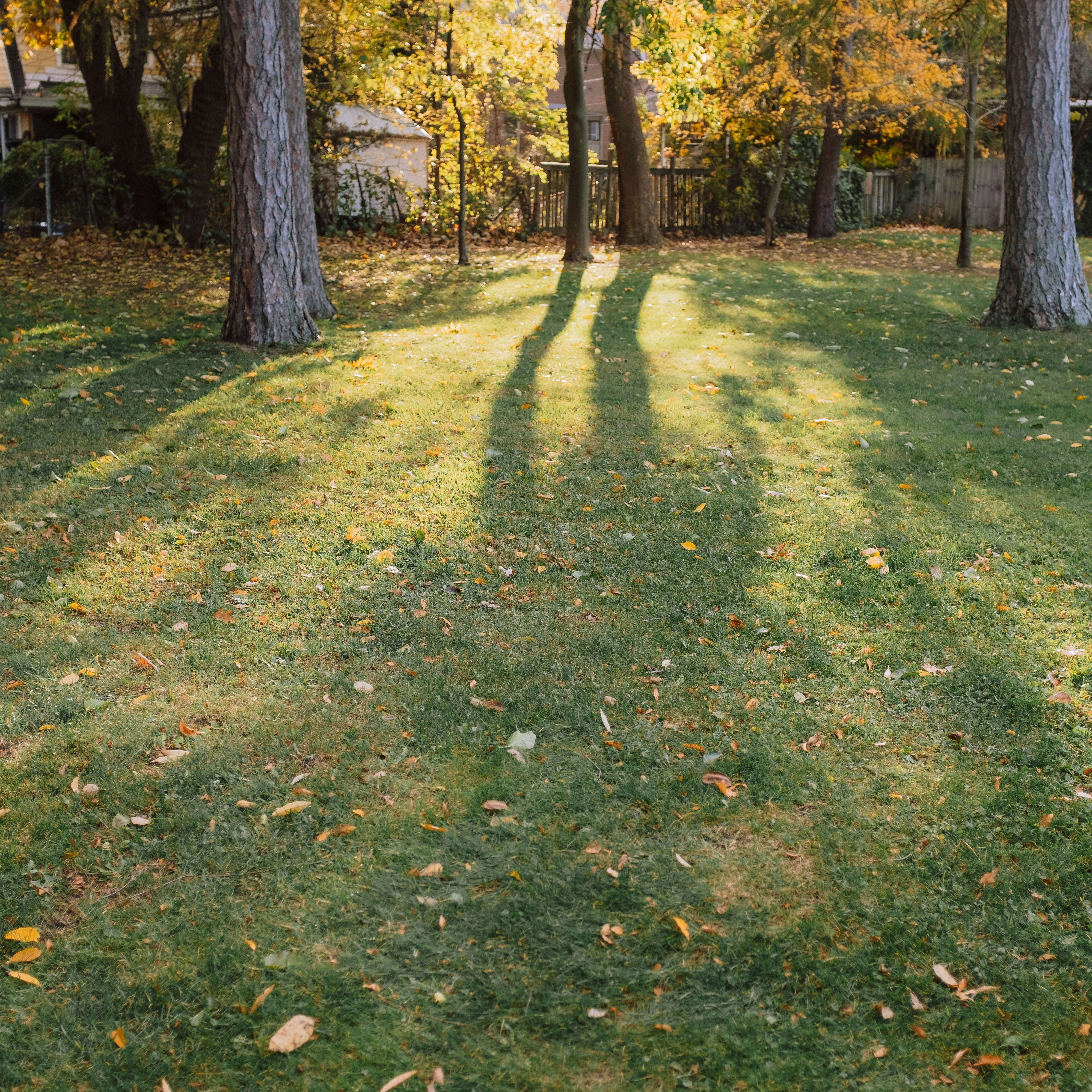 Seasonal garden cleanup with leaf removal